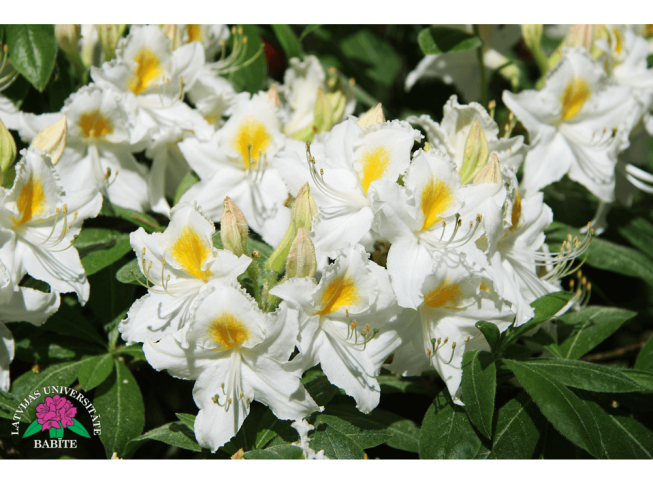 Rhododendron   'Rīta Zvaigzne'